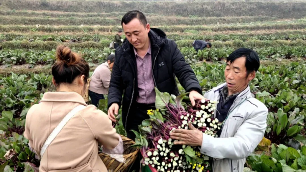 貴州威寧兔街：煙地套種紅菜薹 一份土地有雙收