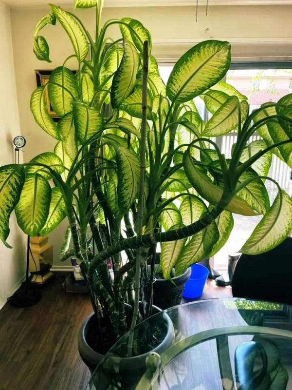 花葉萬年青也有好看的品種，葉子帶熒光的網紅款，看了就想養一盆