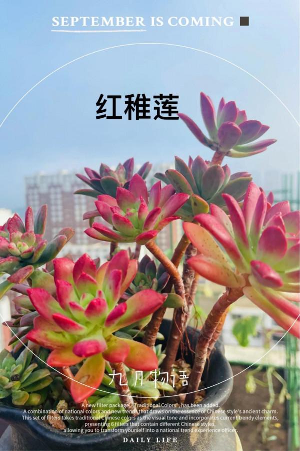 空中花園成就了我的夢想