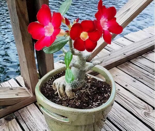 &OpenCurlyDoubleQuote;懶人&rdquo;就養這10種花，一個月不澆水也死不了，多曬少管更健壯