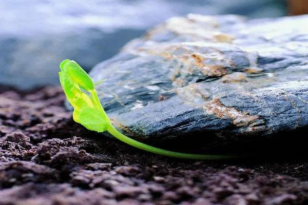 散文：生命的奇蹟