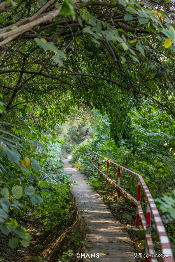 黃鶴樓下的人間煙火，蛇山上的神奇武昌