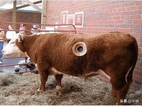 美國人養牛為什麼要在牛身上開個洞？我國為什麼沒有推廣此法？