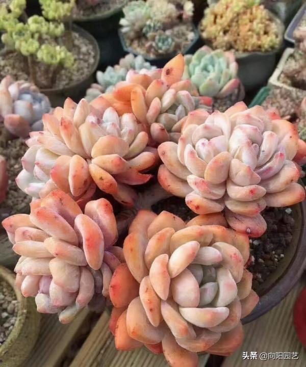 養好多肉很容易，工地挖點河沙，純河沙也能養多肉，根系超發達