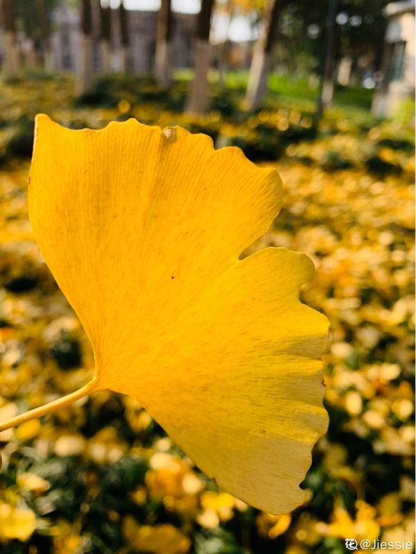 秋天銀杏成了“黃金樹”,顏值超高,為啥種的人很少 秋天銀杏成了“黃金樹”,顏值超高,為啥種的人很少