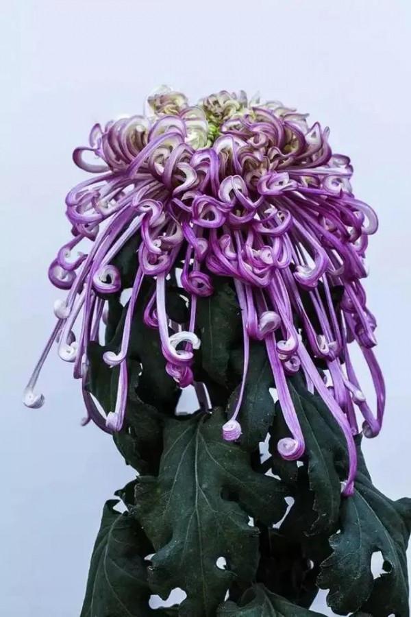 世界金獎醉美的花卉