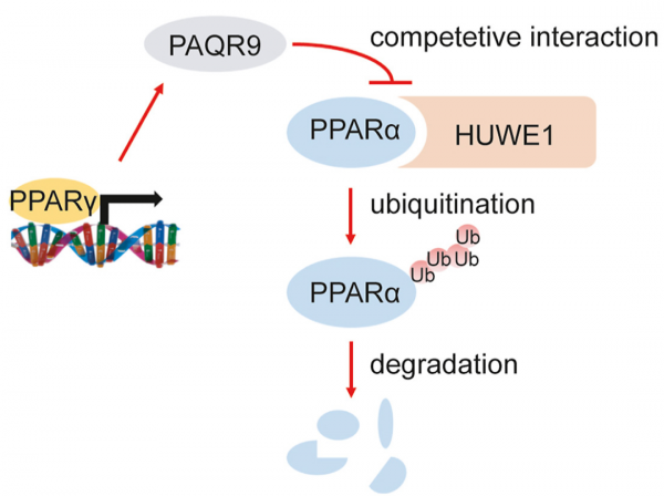 中科院營養所陳雁團隊發現飢餓誘導酮體生成的新機制 中科院營養所陳雁團隊發現飢餓誘導酮體生成的新機制