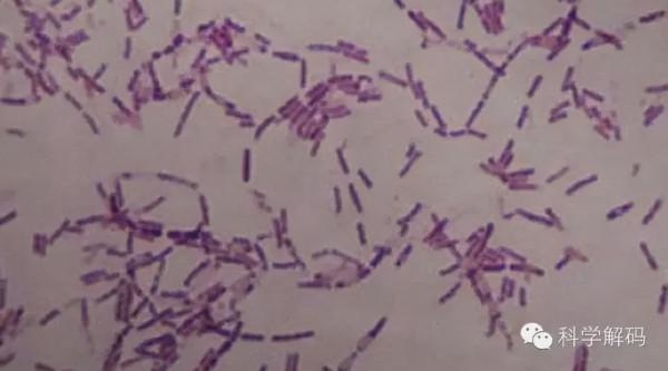科學家注射350萬年前細菌 稱身體變強壯了