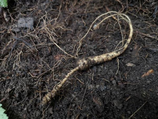 林下參雖好，但當下市場有幾個真貨？