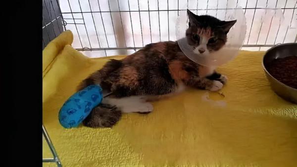 貓咪不慎走失，被老鼠夾夾斷腿，半夜叼斷掉的腿出現在家中