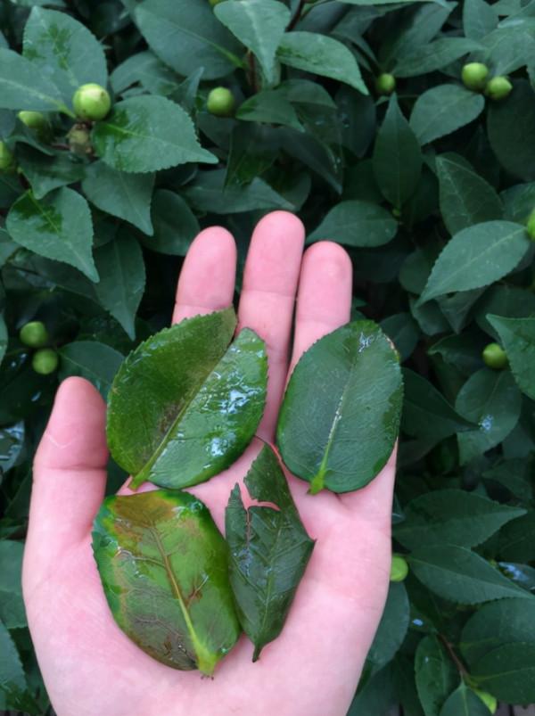 茶花換盆掉葉成“光桿”,原因只有一個,下次注意才能保證長勢 茶花換盆掉葉成“光桿”,原因只有一個,下次注意才能保證長勢