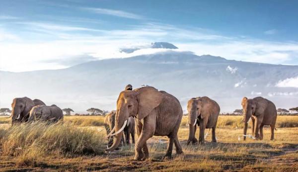 向旅行者開放的國家和地區（2022年1月）