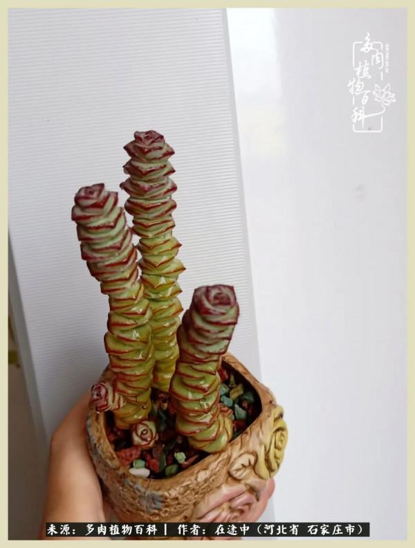 落葉知秋,願你安好 落葉知秋,願你安好