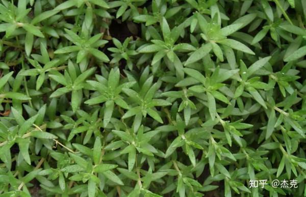 普通而又意義非凡的植物-垂盆草 普通而又意義非凡的植物-垂盆草