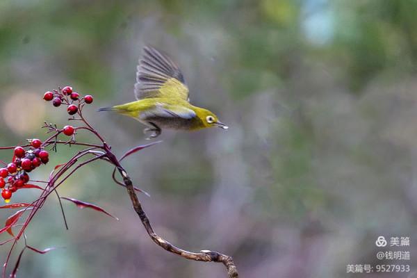 萌萌可愛小精靈——繡眼鳥