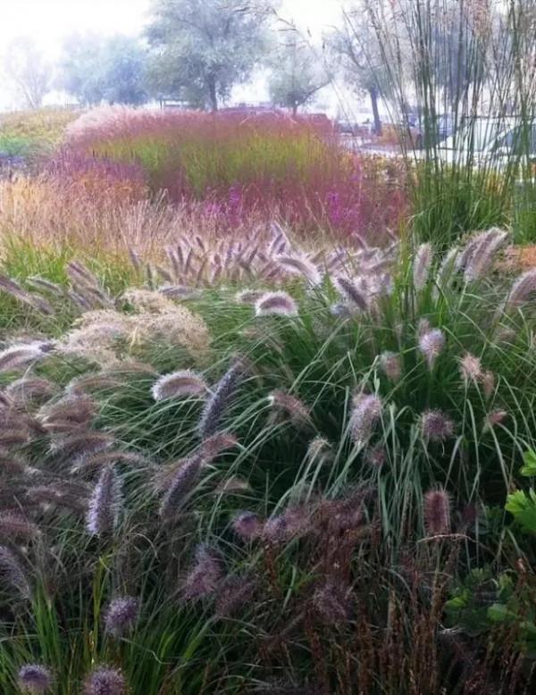 秋日應該就是賞草的季節