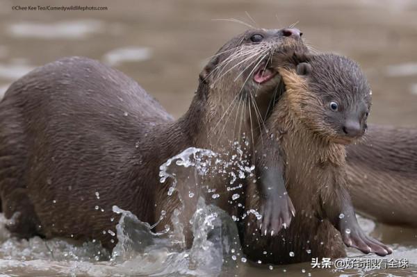 花落誰家？2021 年最有趣的野生動物照片揭秘