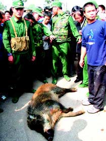 曾經的軍旅鐵腿兵王｜一腳誤中野豬口，斷送軍旅生涯路