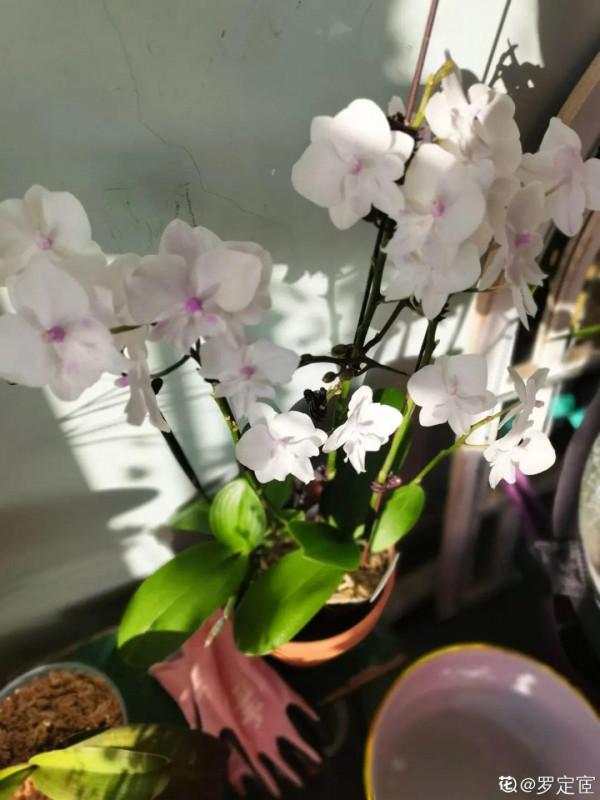 9種花，就怕曬太陽，陰涼地反而長得旺