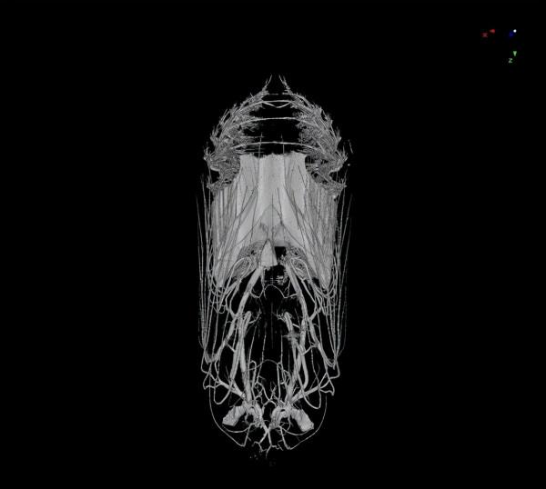 神奇大自然-奇妙動物照片 2 神奇大自然-奇妙動物照片 2