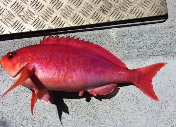 我應該是世界上第一個釣到此魚之人