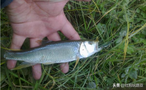 冬季路亞：馬口作釣攻略