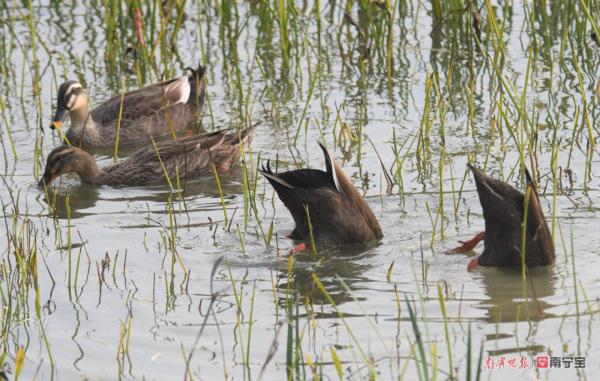 全亞洲僅有兩萬只！羅紋鴨罕見現身南寧南湖公園