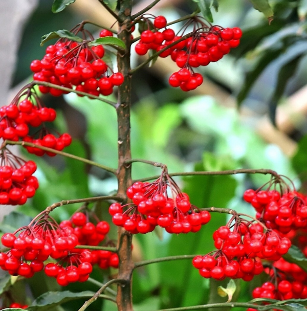 適合客廳養的5種漂亮花,喜慶大氣又吉祥,幸福感滿滿 適合客廳養的5種漂亮花,喜慶大氣又吉祥,幸福感滿滿