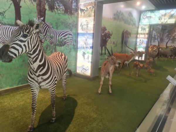 深秋的蝴蝶 深秋的蝴蝶