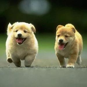 2008年地震，田園犬為救村民受傷殘疾，最後卻被村民殘忍殺害