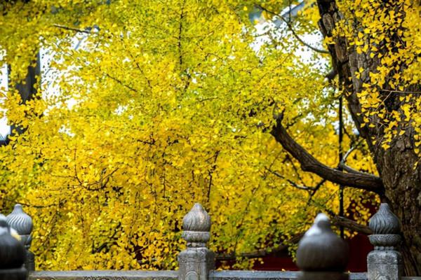 北京一座1600多歲的古鎮,坐擁天下九塞之一,距市區1.5小時車程 北京一座1600多歲的古鎮,坐擁天下九塞之一,距市區1.5小時車程