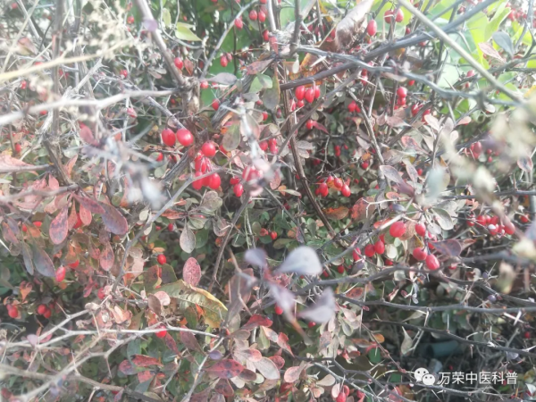 綠化帶常見植物，你認識嗎？可以藥用