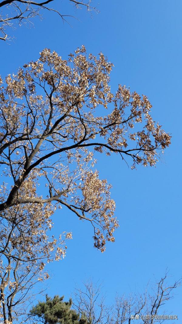 新年徒步，意外收穫，泰山雲海仙境
