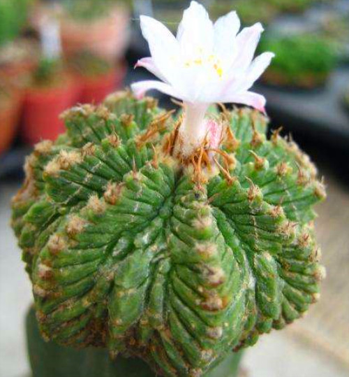 多肉品種：日月潭、佛手掌、老花籠、摺扇蘆薈、白斑鸞鳳玉