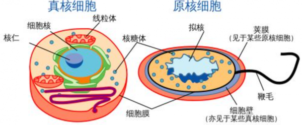生物進化普遍選擇的是衰老，而不是永生，這究竟是為什麼？