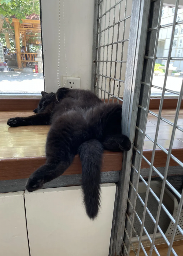 “貓條”好吸嗎? “貓條”好吸嗎?