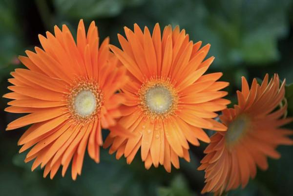 20種充滿活力的橙黃色花卉,來為你的生活注入快樂吧 20種充滿活力的橙黃色花卉,來為你的生活注入快樂吧