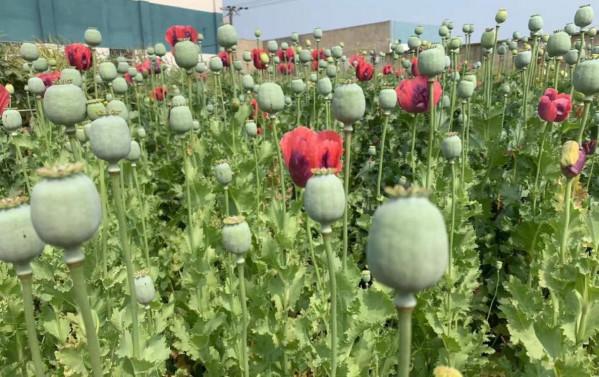 花也不能隨便種,要是“踩了雷”,可能惹來“牢獄之災” 花也不能隨便種,要是“踩了雷”,可能惹來“牢獄之災”