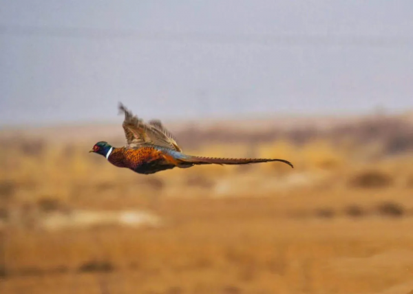 宅家“雲遊”草湖溼地,林草人帶您一起去觀鳥 宅家“雲遊”草湖溼地,林草人帶您一起去觀鳥