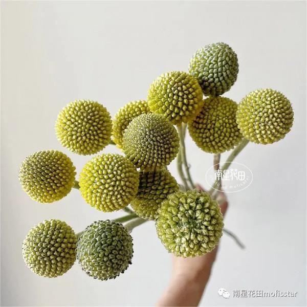 黃金球 · 萌系小鼓槌