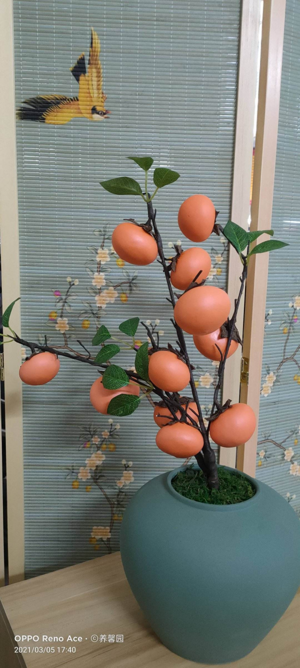 快過年了，家裡養盆金燦燦的桔子樹，吉祥又喜慶