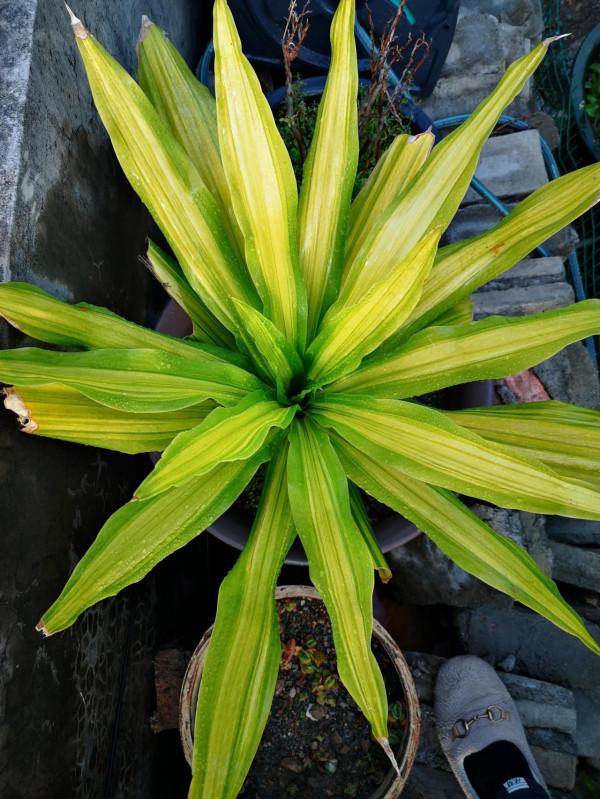 用愛滋養，展現其風采