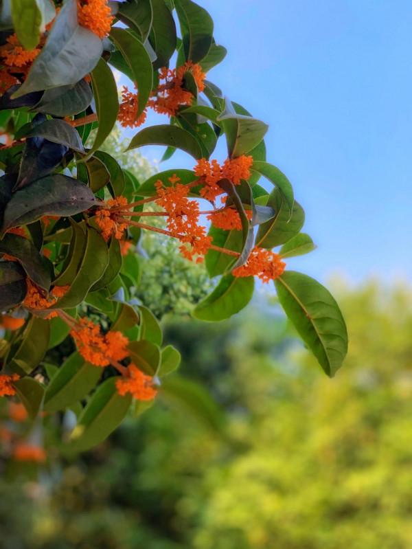 七絕·湯山金烏溫泉公園題名考（外5首）