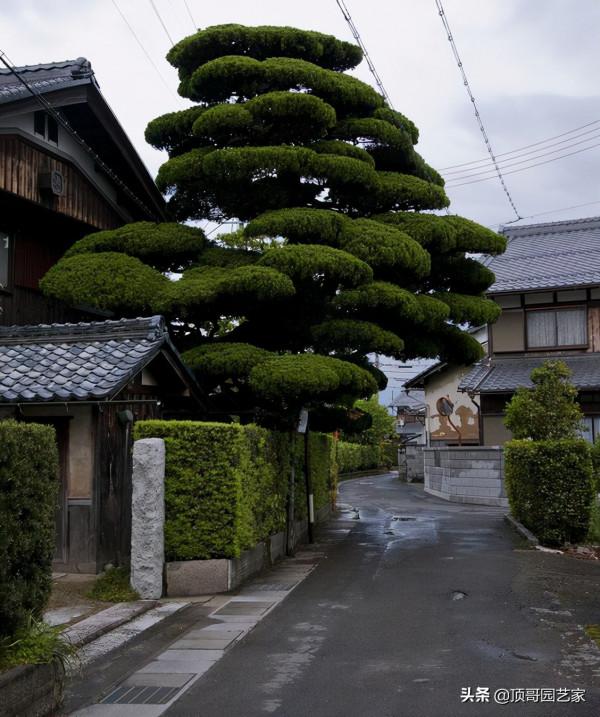 怎麼選購庭院造型樹？選購造型樹的基本常識