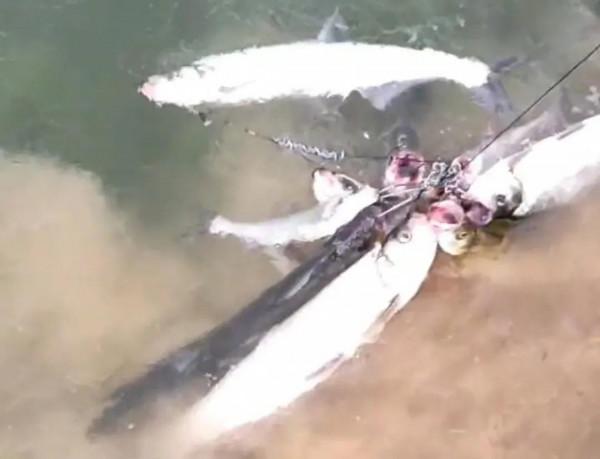 貴州萬峰湖翹嘴“大爆發”,有人3小時釣了十幾條,大的一米多長 貴州萬峰湖翹嘴“大爆發”,有人3小時釣了十幾條,大的一米多長