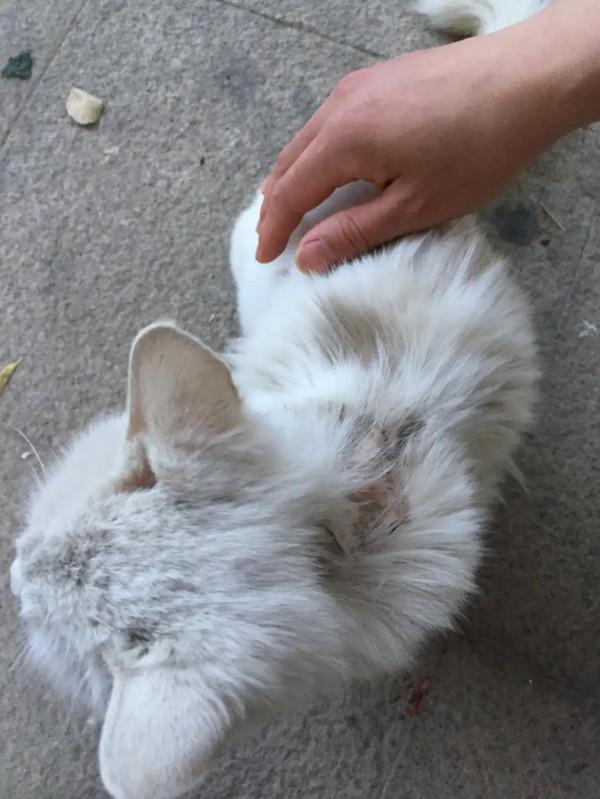 咦呀！貓生不過如此