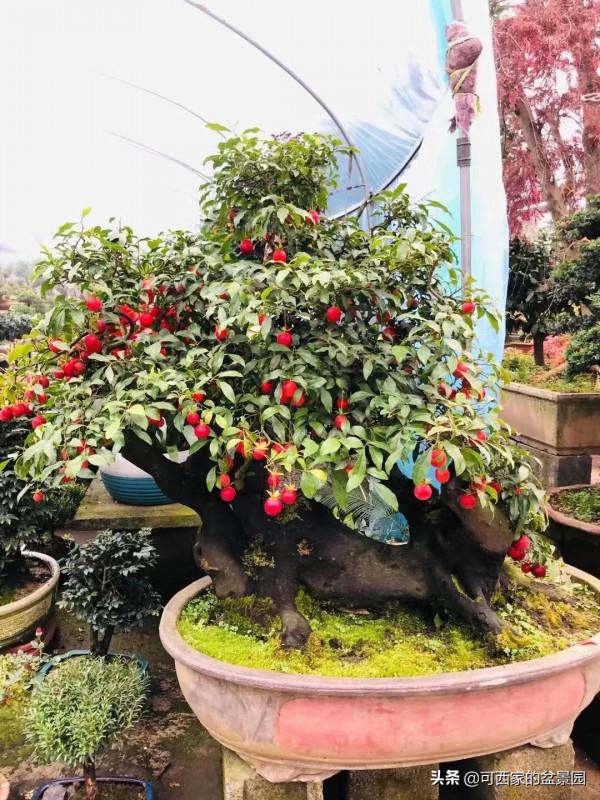 庭院金彈子，真的只能有錢人才可以玩嗎？