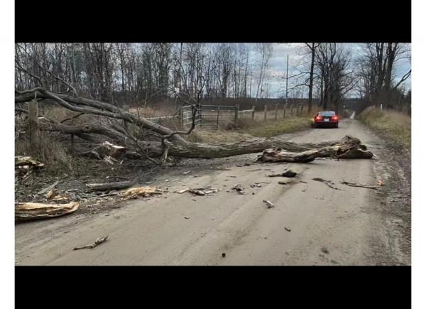 贊！加拿大男子開特斯拉參加婚禮被樹砸，新婚夫婦奇蹟般沒受傷