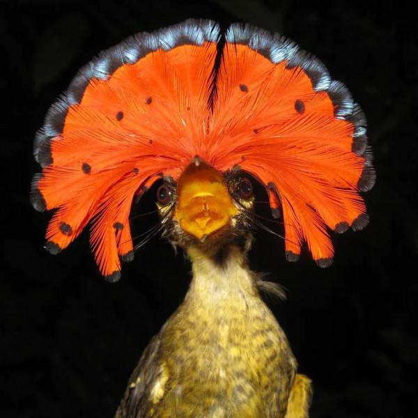 怒髮衝冠,憑欄處~紅紅火火的腦袋—皇霸鶲 怒髮衝冠,憑欄處~紅紅火火的腦袋—皇霸鶲