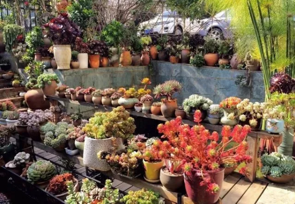 4年時間，靠一腔熱誠打造多肉花園